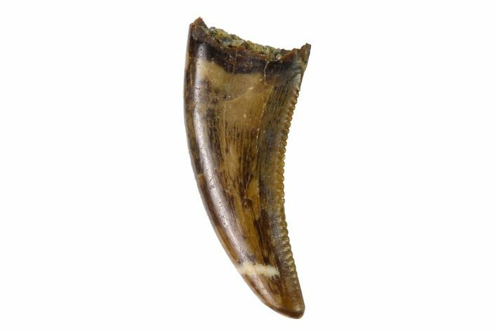 Theropod (Raptor) Tooth - Judith River Formation #144894